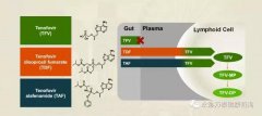 替诺福韦艾拉酚胺(TAF)III期研究效果展现：96周无耐药，病毒抑制强