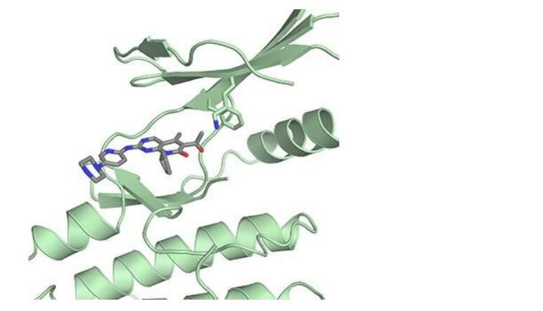 Science：展现乳腺癌药物帕博西尼的新型作用机制